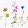 SA - Herbarium